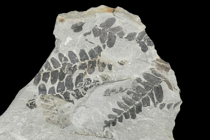 Pennsylvanian Fossil Fern (Neuropteris) Plate - Kentucky #176763